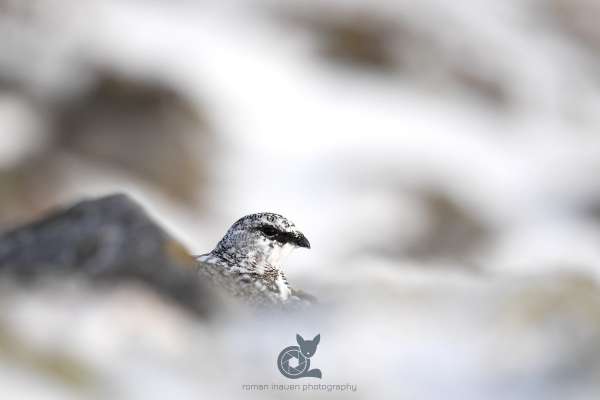 Ptarmigan_head_chonzie_winter_klein.jpg