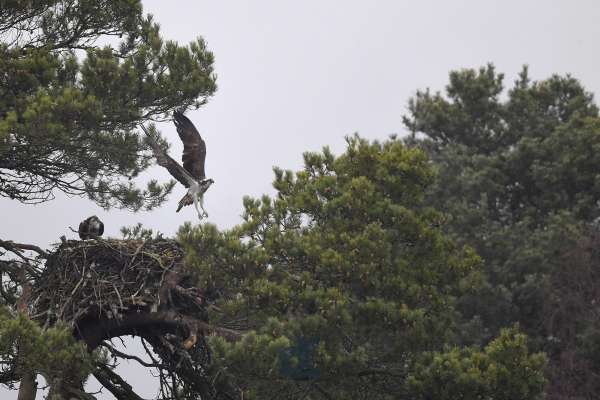 Osprey_loch_of_the_lowes_klein.jpg