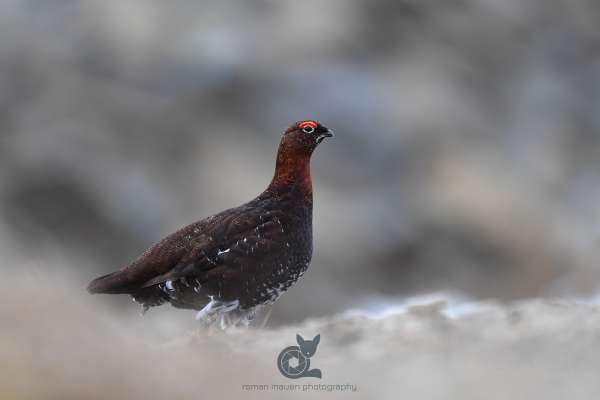 Red_grouse_quaich_klein.jpg