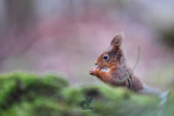 Red_squirel_klein.jpg