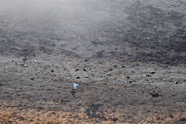 Black_Grouse_klein.jpg