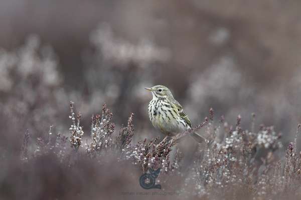 Meadow_pipit_klein.jpg