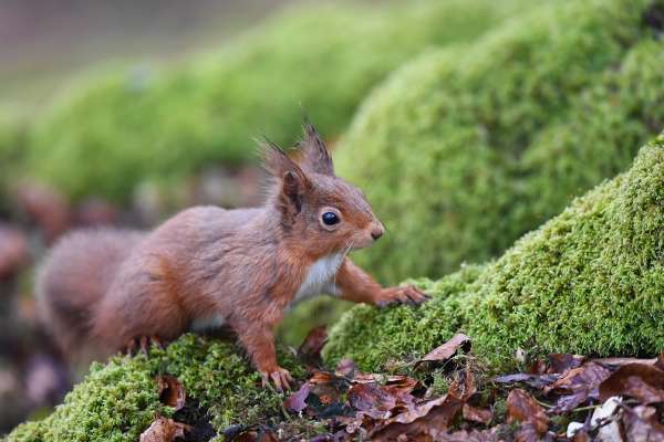 Red_squirrel_2_klein.jpg