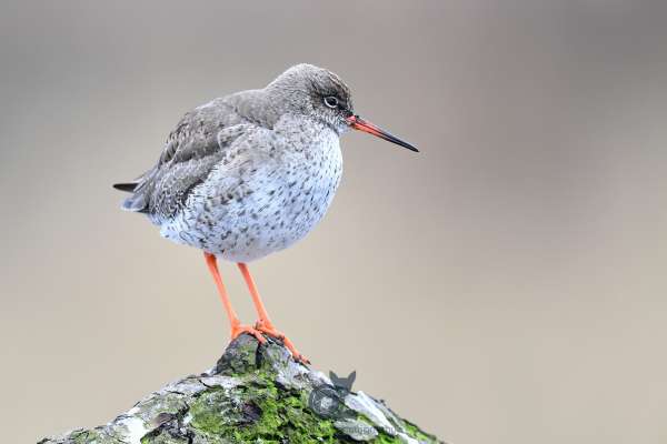 Redshank_klein.jpg