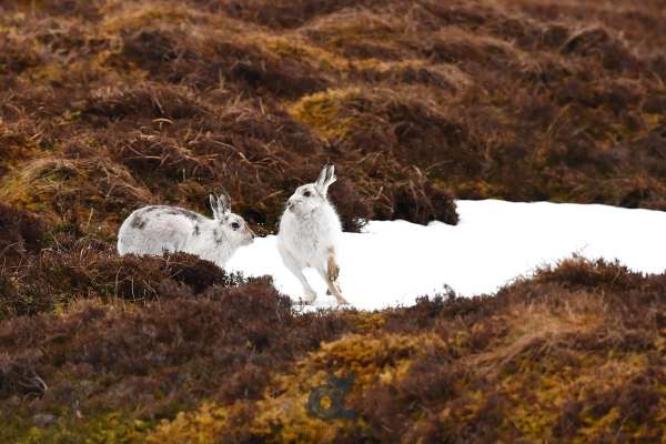 Hares_pair_quaich_klein.jpg