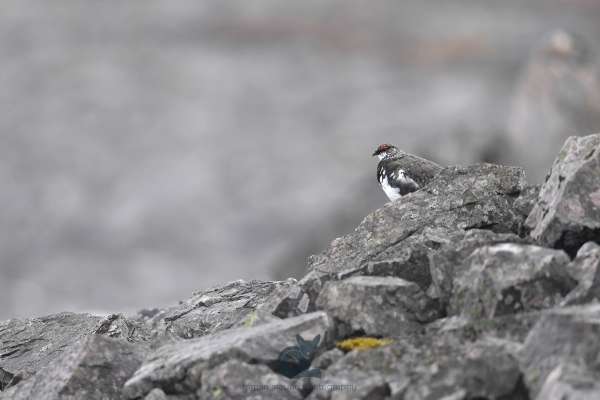 Ptarmigan_schihalion_klein.jpg