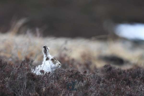 Mountain_hare_2_klein.jpg