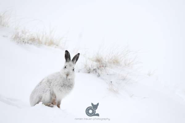 Mountain_hare_snow_hole_cairngorms_klein.jpg