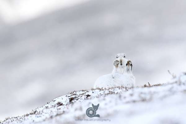 Mountain_Hare_fight_klein.jpg