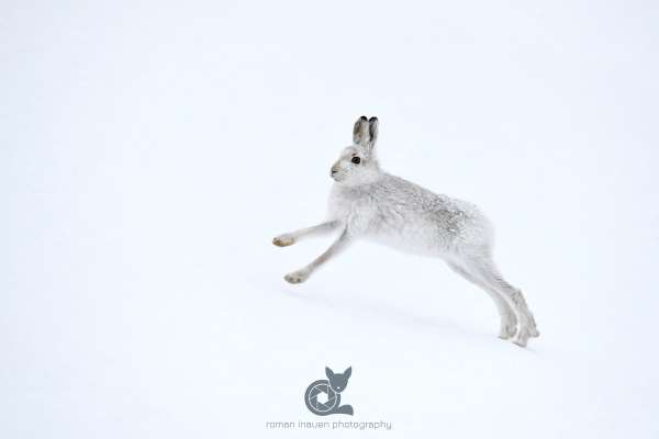 Mountain_hare_running_in_snow_klein.jpg