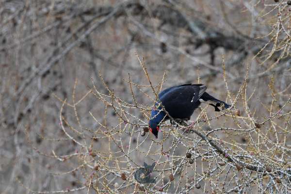 Black_Grouse_feeding_klein.jpg