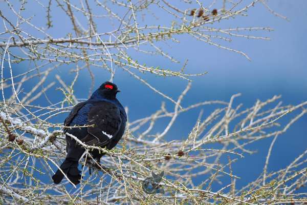 Black_Grouse_2_klein.jpg