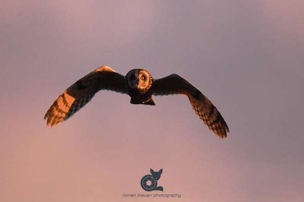 Short_eared_owl_insta3.jpg