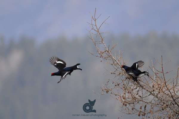 Black_grouse_larch_in_flight_klein.jpg