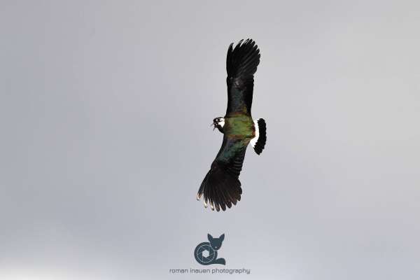 Lapwing_in_flight_2_webseite_klein.jpg