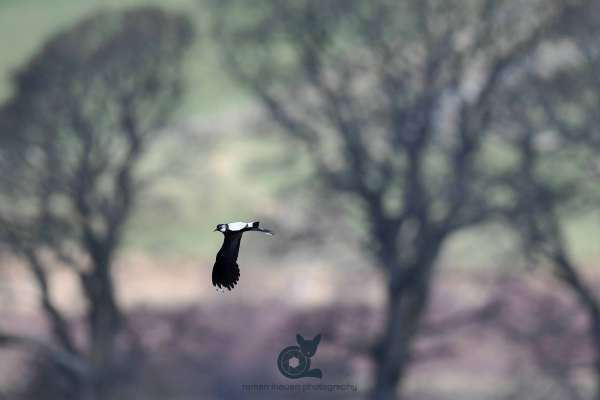 Lapwing_in_flight_webseite_klein.jpg