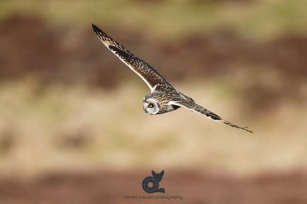 Short_eared_owl_2_webs.jpg