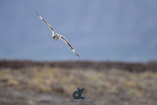 Short_eared_owl_insta_2.jpg