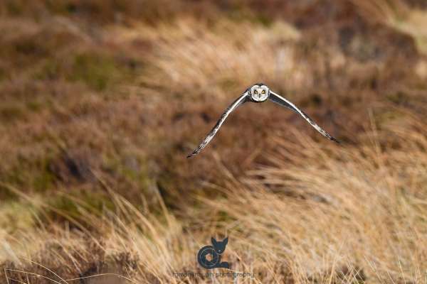 Short_eared_owl_webs.jpg