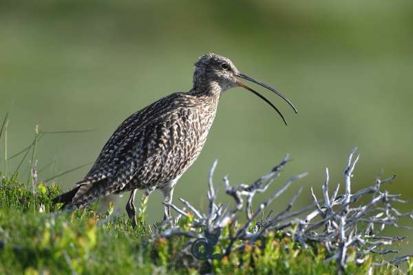 Curlew_4_web.jpg