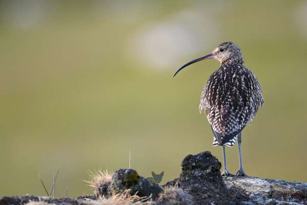 Curlew_on_stone_klein.jpg