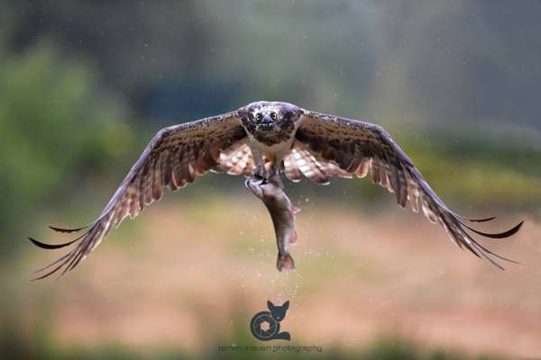 Osprey_2_web.jpg