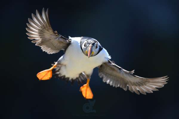 Puffin_4.jpg