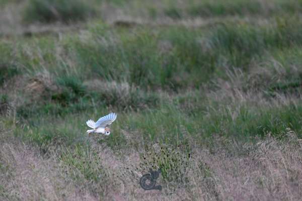 Barn_owl_4.jpg