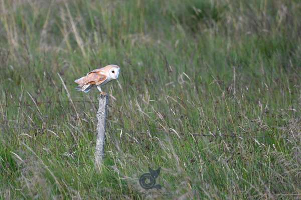 Barn_owl_2.jpg