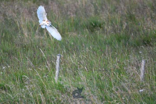 Barn_owl_3.jpg