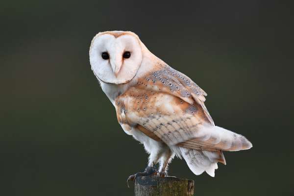 Barn_owl_on_post_2_klein.jpg