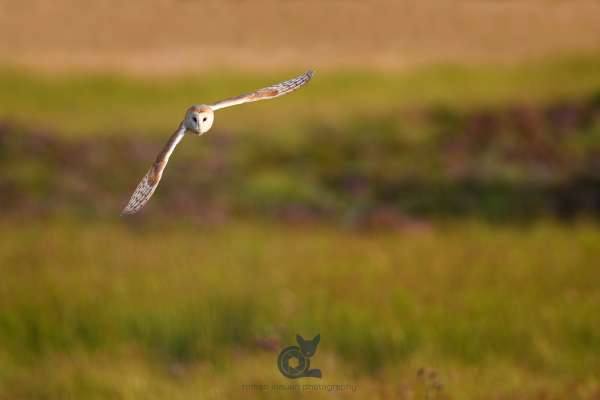 Barn_owl_in_flight_2_klein.jpg