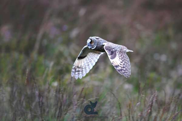 Long-eared_owl_in_flight_web.jpg