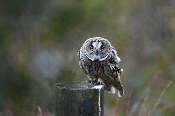 Long-eared_owl_web.jpg