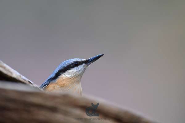 Nuthatch_portrait_klein.jpg