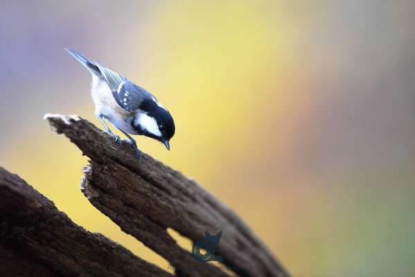 Coal_tit_autumn_web.jpg