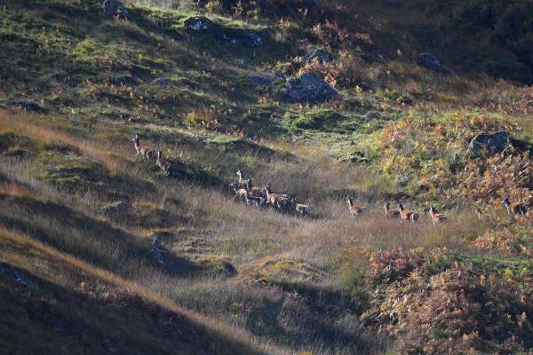 Red_deer_glen_lochay_landscape_klein.jpg