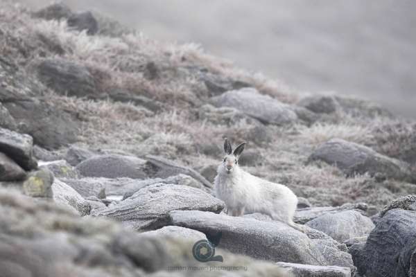 Mountain_hare_block_field_2_klein.jpg