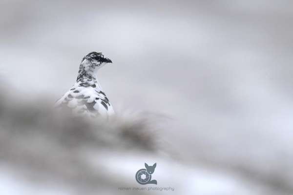 Ptarmigan_4_klein.jpg