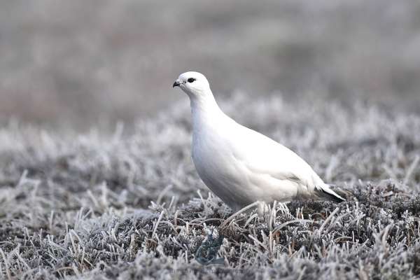 Ptarmigan_1_klein.jpg