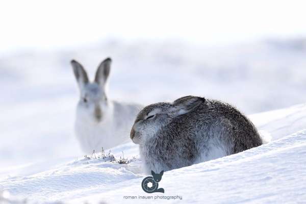 Mountain_hare_facebook.jpg