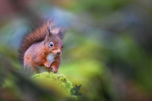 Red_Squirrel_abstract_3_2_klein.jpg