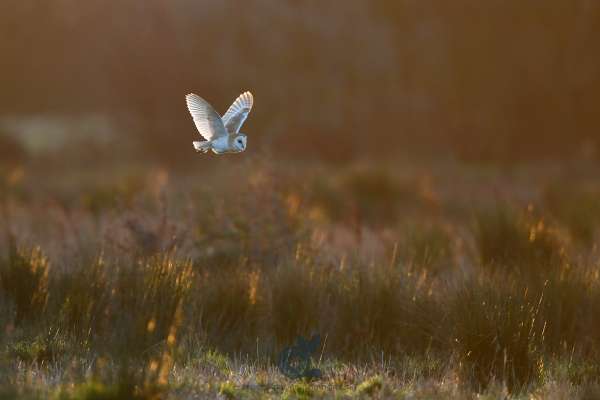 Barny_the_barn_owl_3_klein.jpg