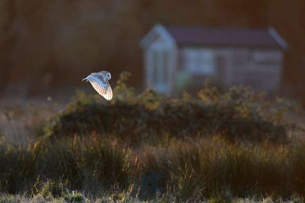 Barn_owl_and_barn_klein.jpg