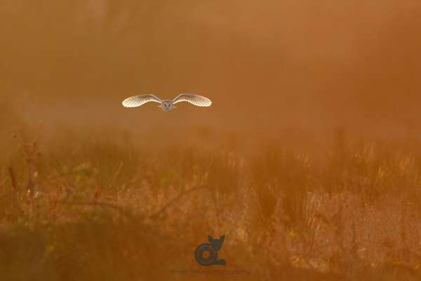 Barn_owl_morning_light_norfolk_klein.jpg