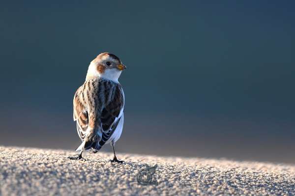 Snow_bunting_klein.jpg