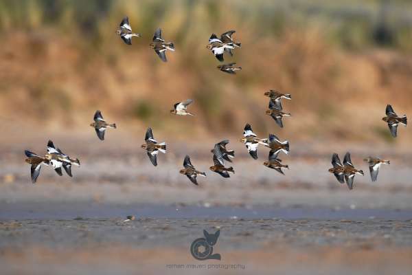 Snowbunting_flock_1_klein.jpg