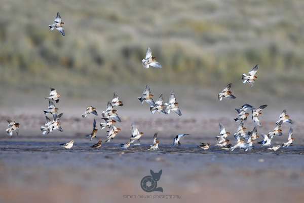 Snow_buntings_flock_2_klein.jpg