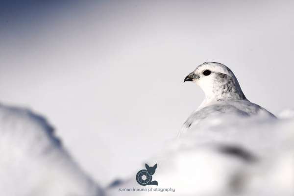 Ptarmigan_portrait_web.jpg