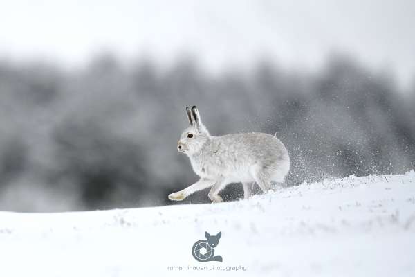 Mountain_hare_running_1_klein.jpg